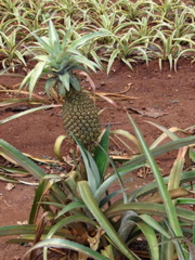 Dole Pineapple Plantation