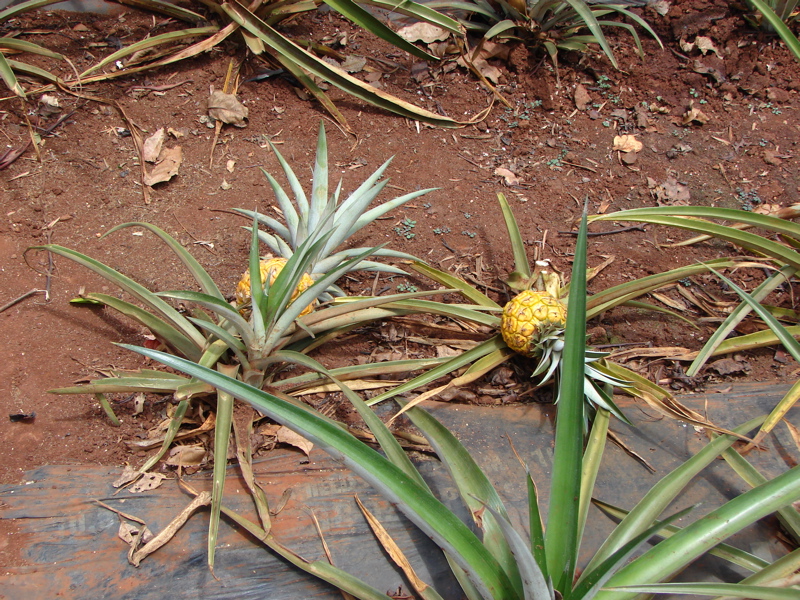 Dole Pineapple Plantation