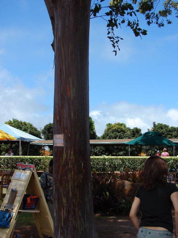 Rainbow Eucalyptus