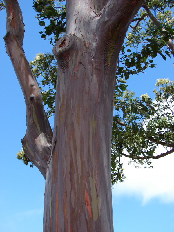 Rainbow Eucalyptus