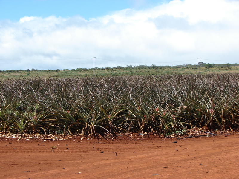 Dole Pineapple Plantation