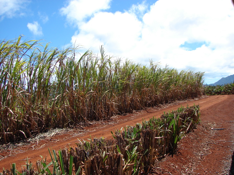 Dole Pineapple Plantation