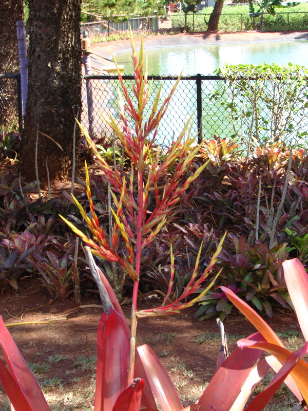 Dole Pineapple Plantation