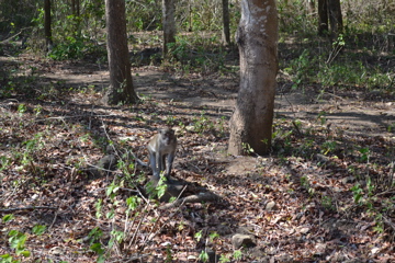 Monkey Forest, Lombok
